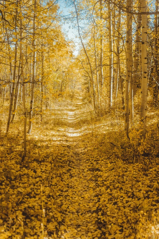 the road is full of bright yellow trees