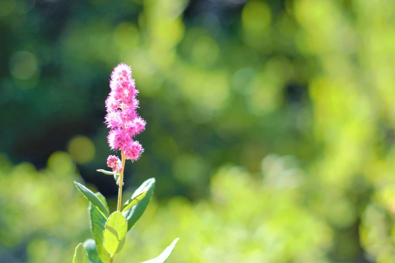 a pink flower that is on some green stems