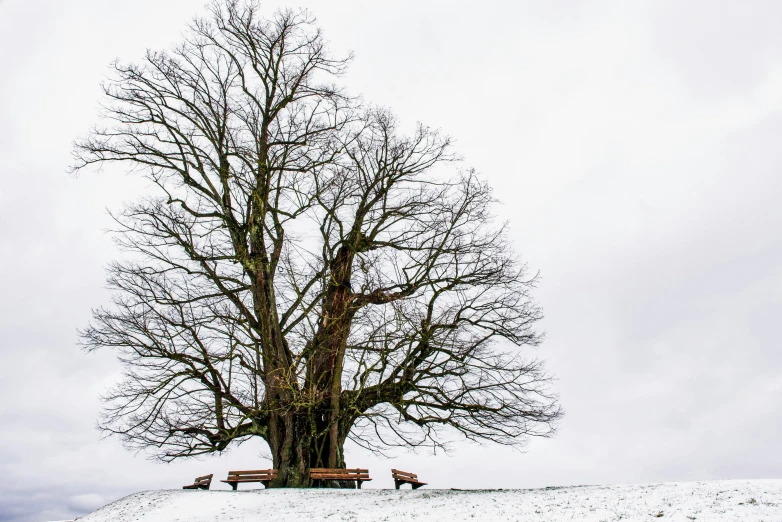 two benches under a big snow covered tree