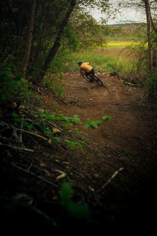 an animal on a trail in the woods