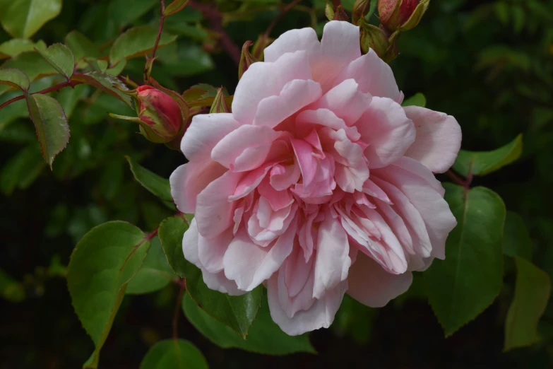 a pink flower growing in the middle of some nches