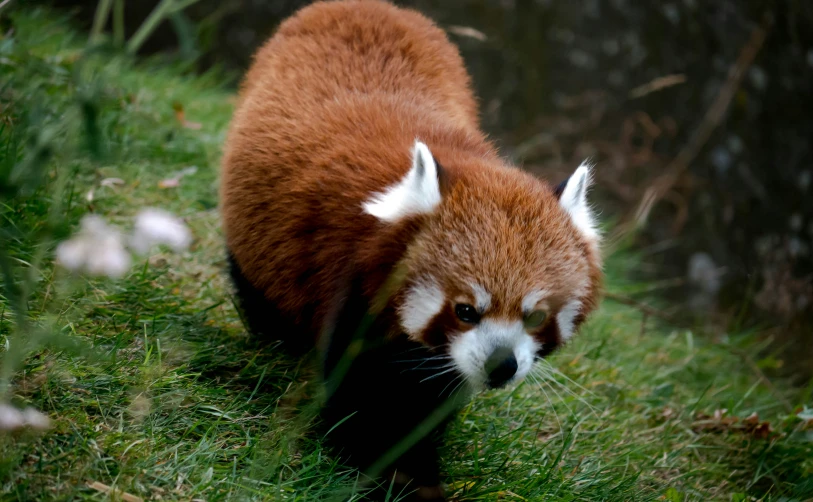 a red panda walking through the grass towards the camera