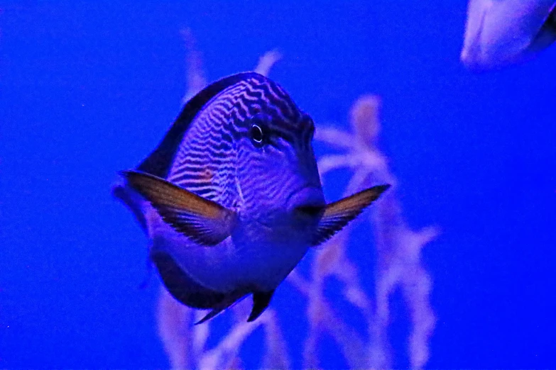 a purple and black fish swimming in blue water