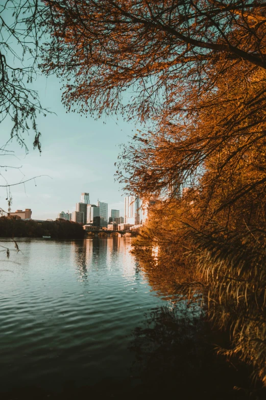 a lake with a tree near by with water and buildings