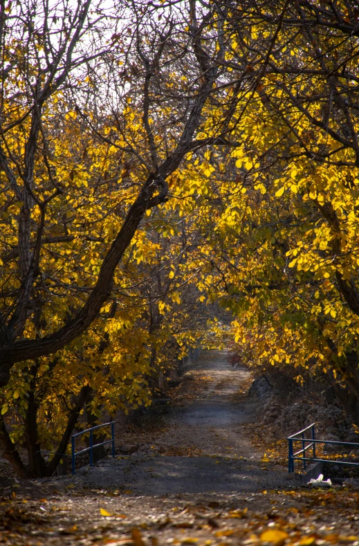 a walkway surrounded by trees with yellow leaves on them