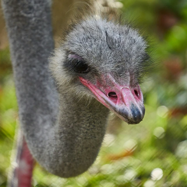 an ostrich with pink feathers and a short bill