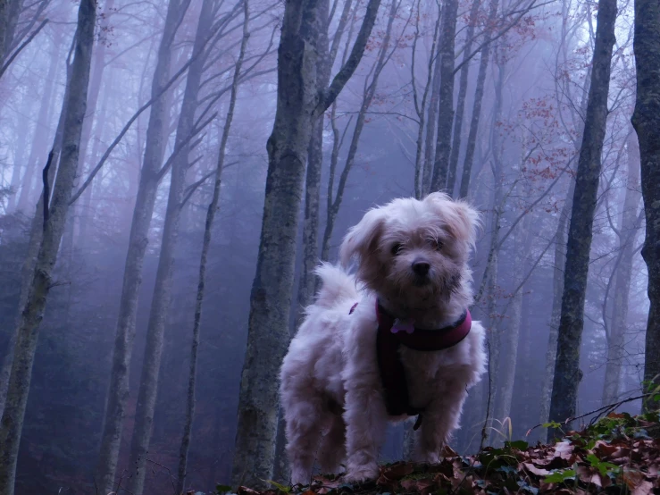 white dog standing in front of trees in foggy weather