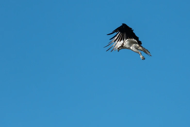 a large bird is flying in the sky