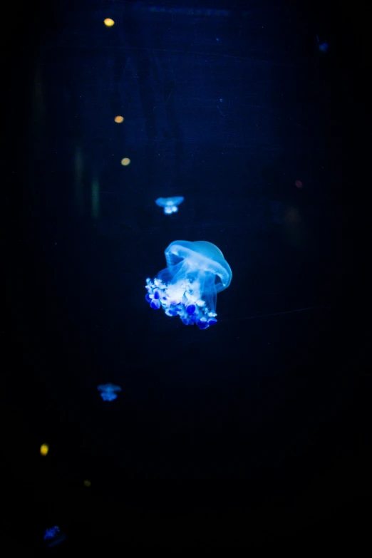 a jelly fish that is swimming in the water