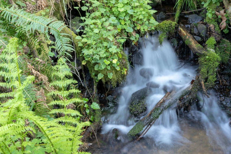 a waterfall surrounded by plants and trees