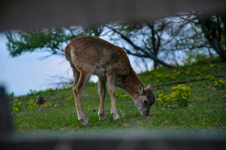 a fawn eating green grass with its nose down