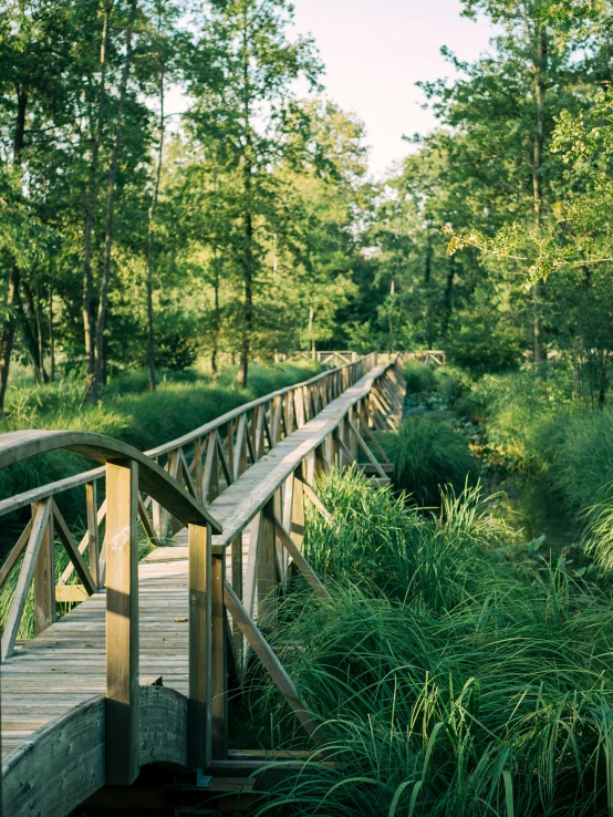 the wooden bridge is near the water in the forest