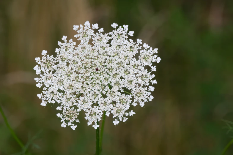 this is a very close up s of a plant