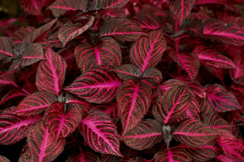 close up view of some red and brown leaves