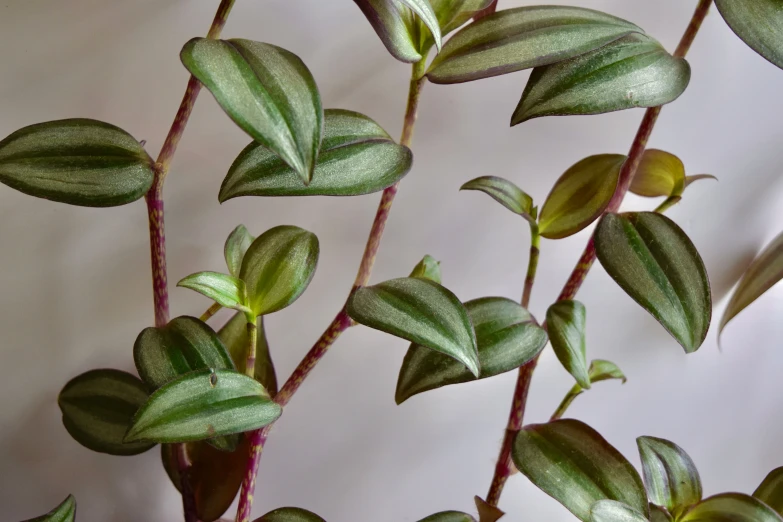 a close up of some very pretty green leaves