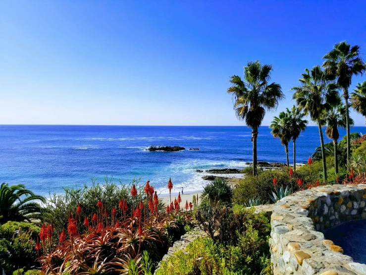 palm trees line the coast of a tropical body of water