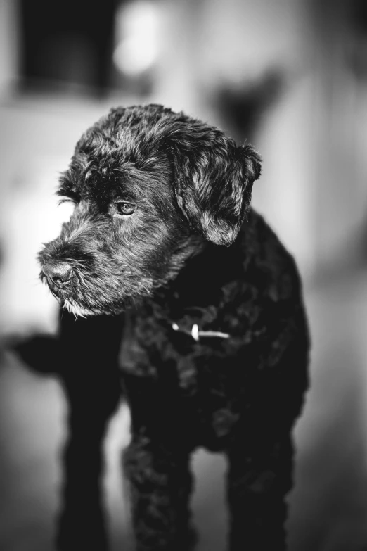 a small poodle is shown looking toward the camera