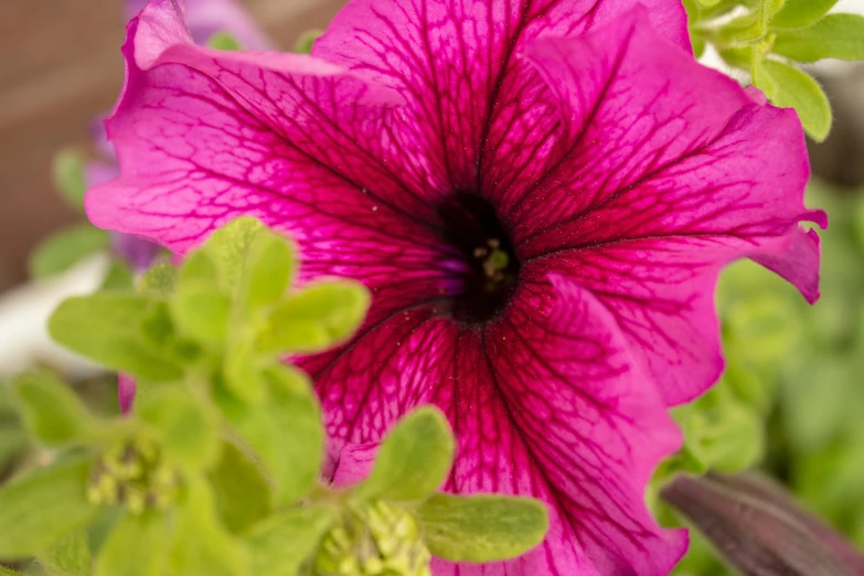 pink flower with green leaves growing in it