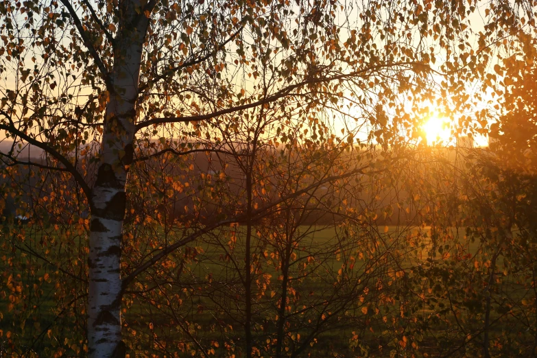 trees, with leaves, are standing in the sunlight