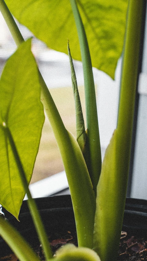 close up of a plant with green foliage