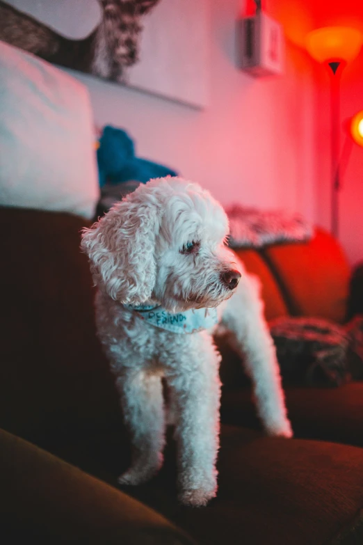 a poodle dog that is standing on the couch