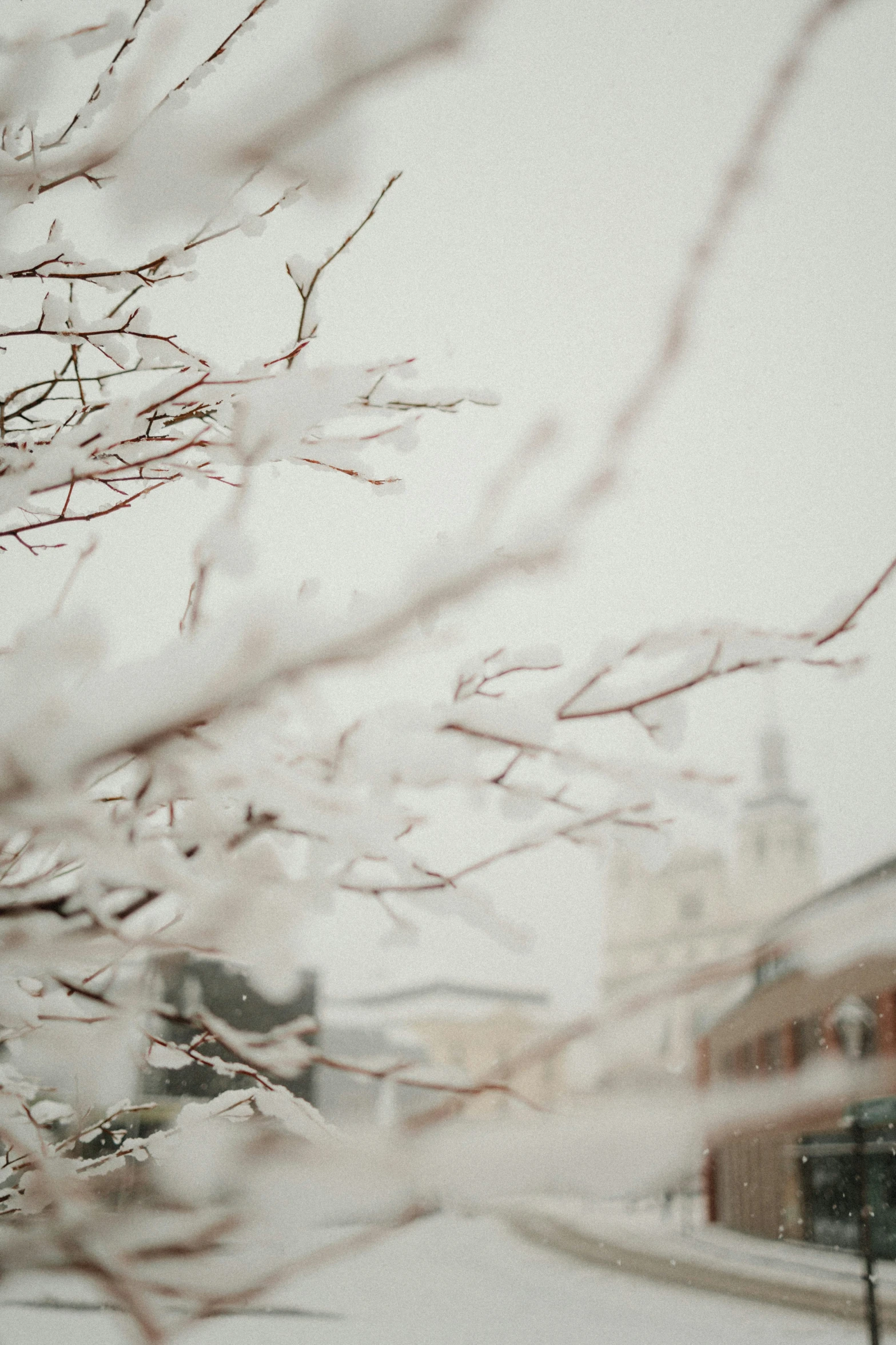 trees with leaves without leaves on them in winter