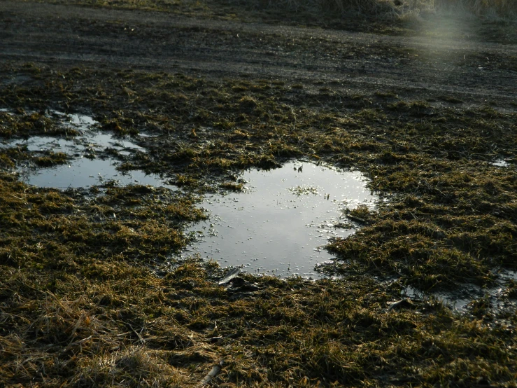 a dle of water sits in a field full of grass