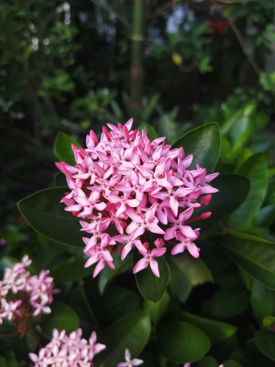 small pink flowers blooming in the open