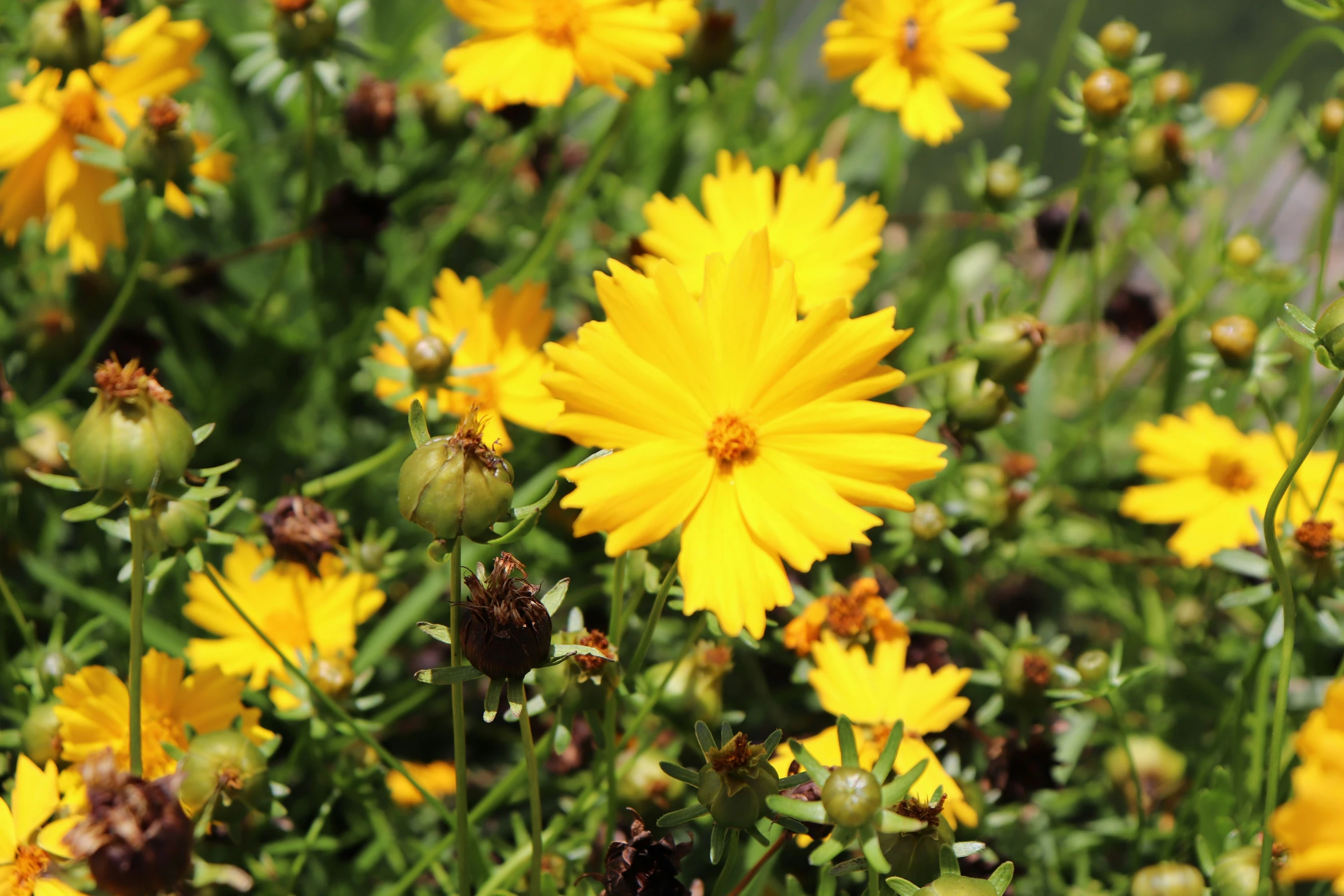 a field full of yellow flowers with lots of green leaves