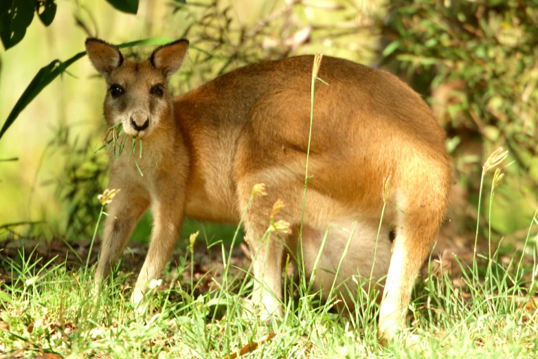 a kangaroo standing in the grass near a bush