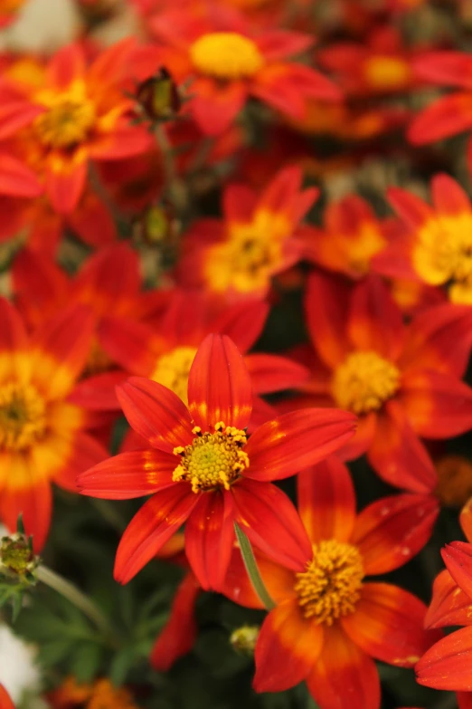a bunch of orange and yellow flowers in bloom