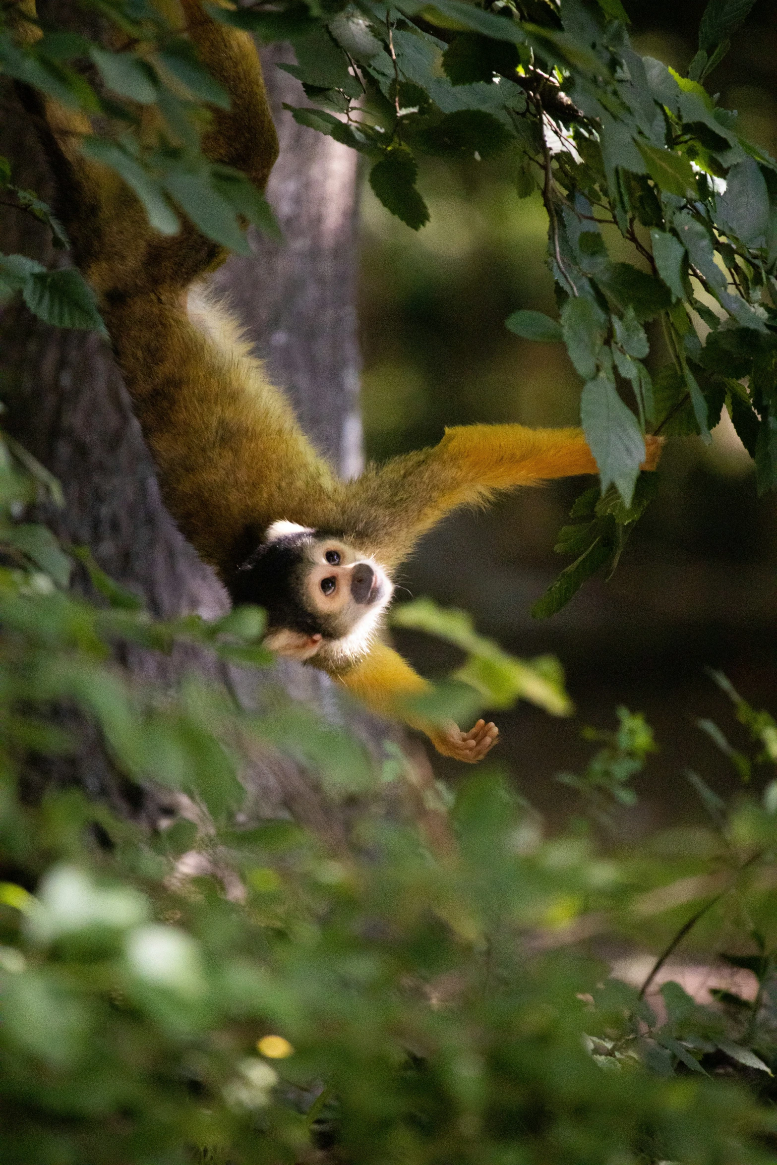 a monkey that is in the tree looking