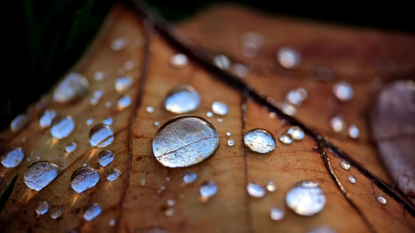 a close up s of raindrops sitting on top of a leaf
