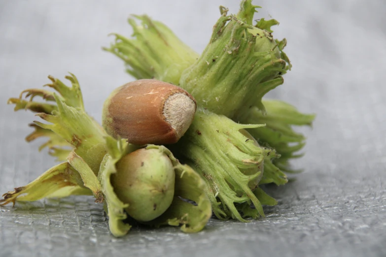 an unripe plant with two brown flowers and some other flowers