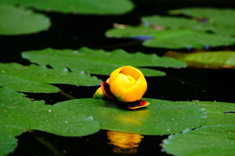 a yellow flower on top of green leafy water