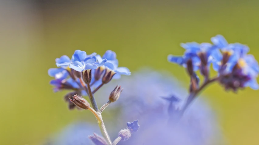 a tiny bug is sitting on some flowers