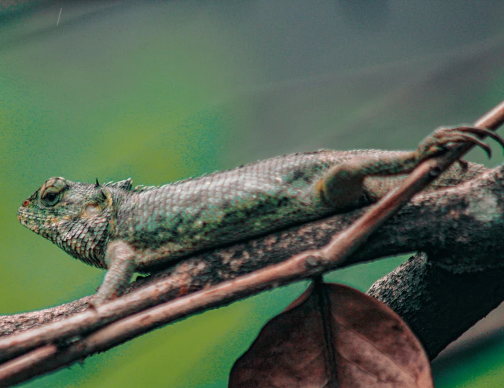 an image of a lizard resting on a nch