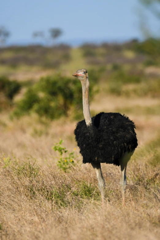 an ostrich standing in a field near some trees