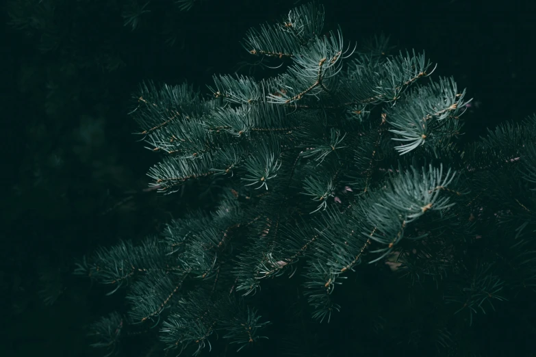 the green leaves of a fir tree are almost touching the dark background