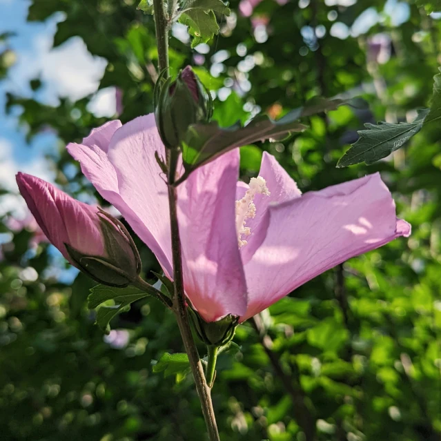 pink flowers that are blooming in the grass