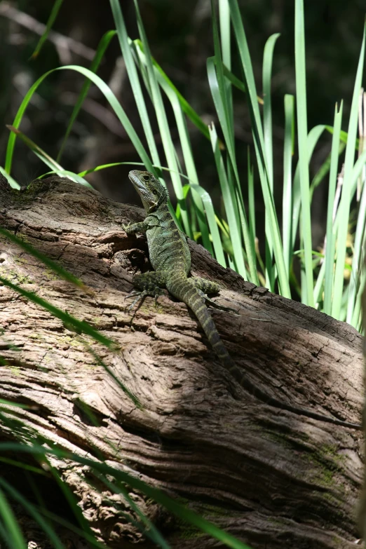 a small lizard is sitting on a log