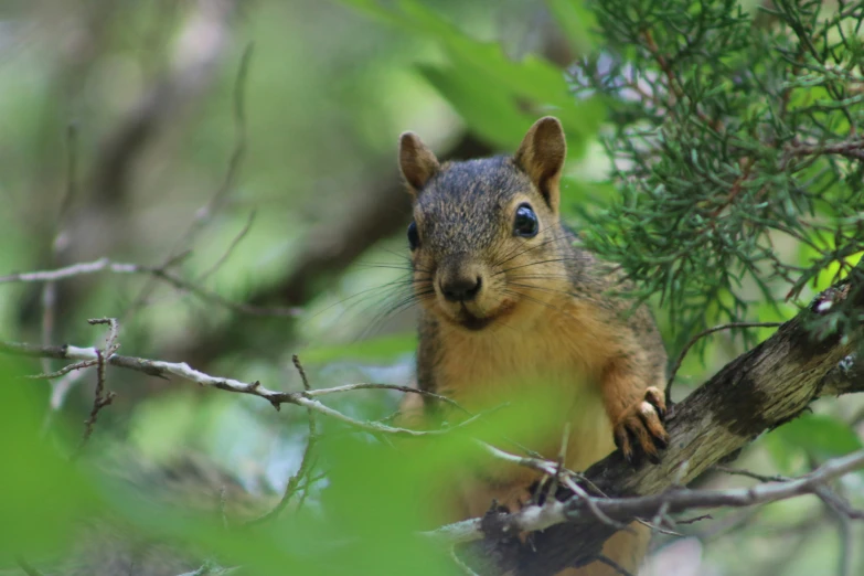 a little squirrel sits in a tree looking off to the side