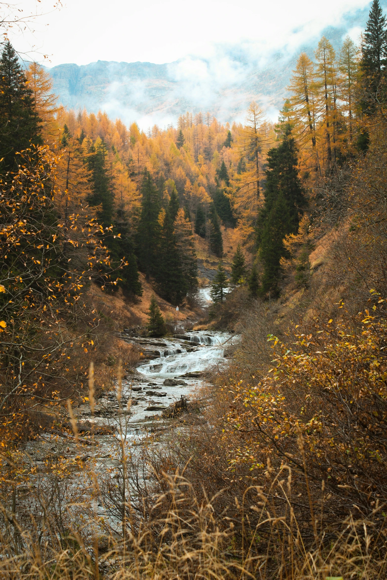 a small river flows through the center of the forest