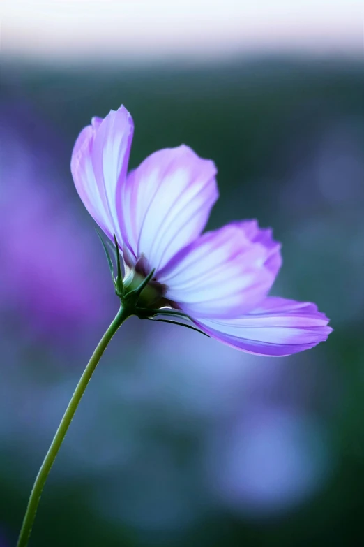 a flower that is sitting on top of a stalk