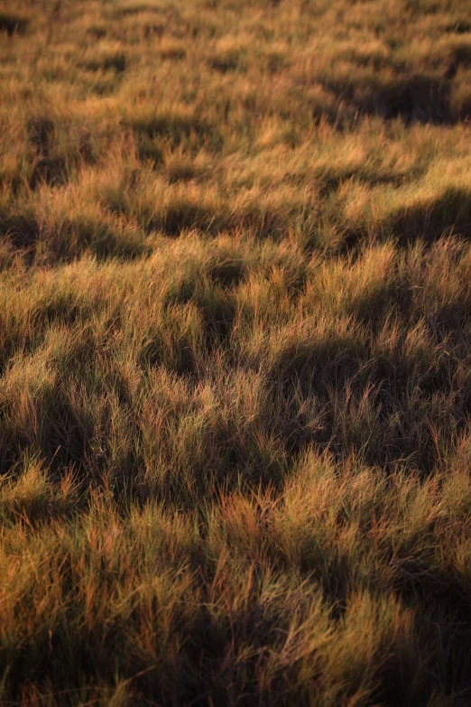 a grassy field is seen on a very hazy day