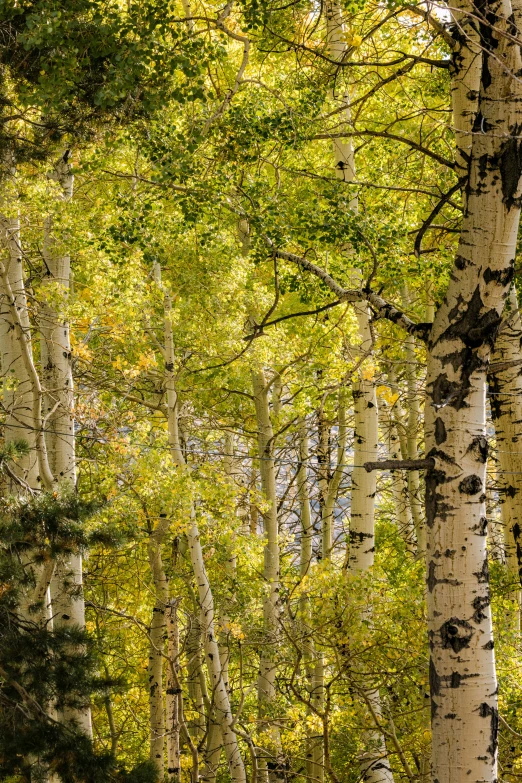 some green white and black trees and dirt and rocks