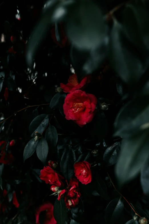 a bush with red roses in it