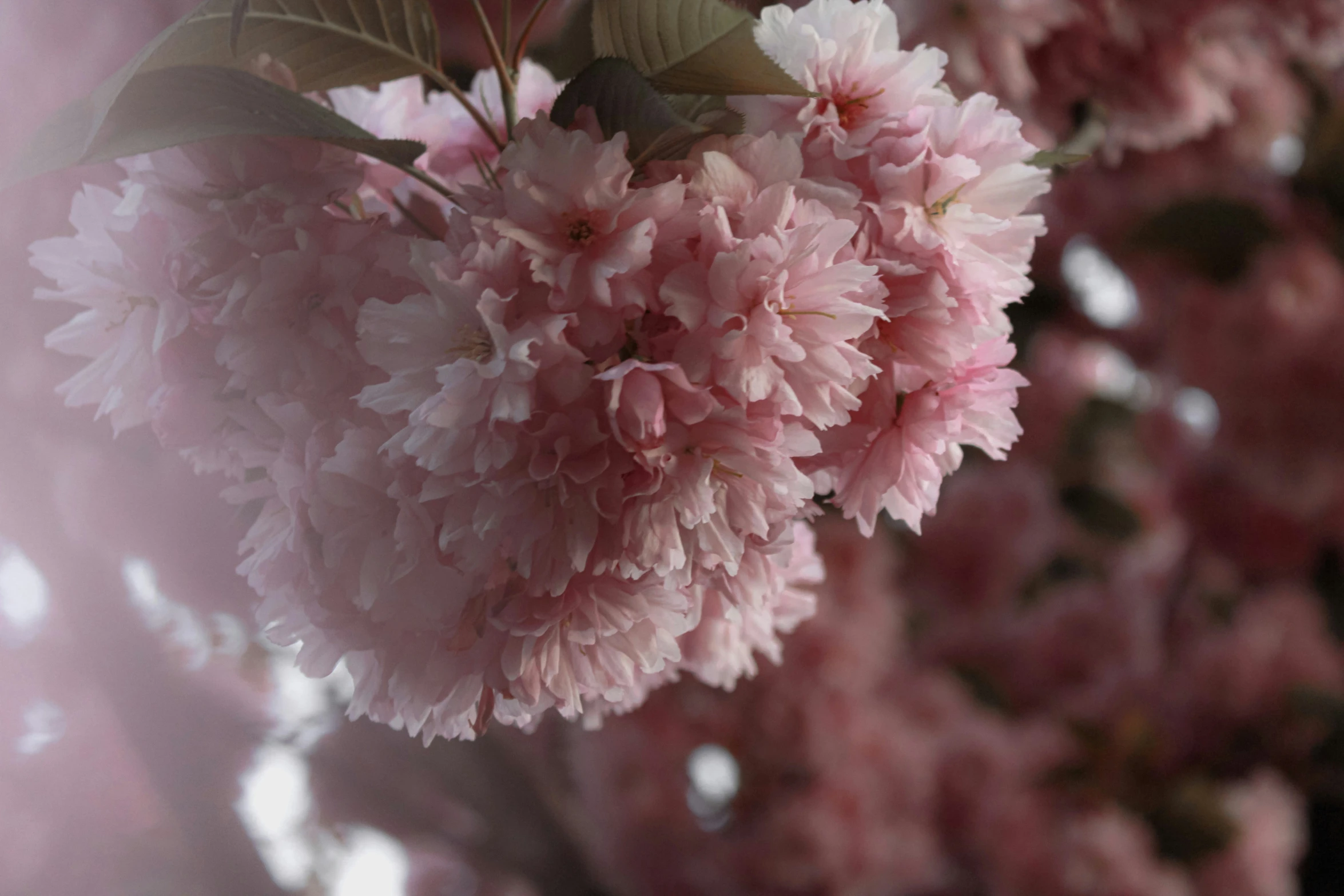 a bunch of pink flowers in some pink trees