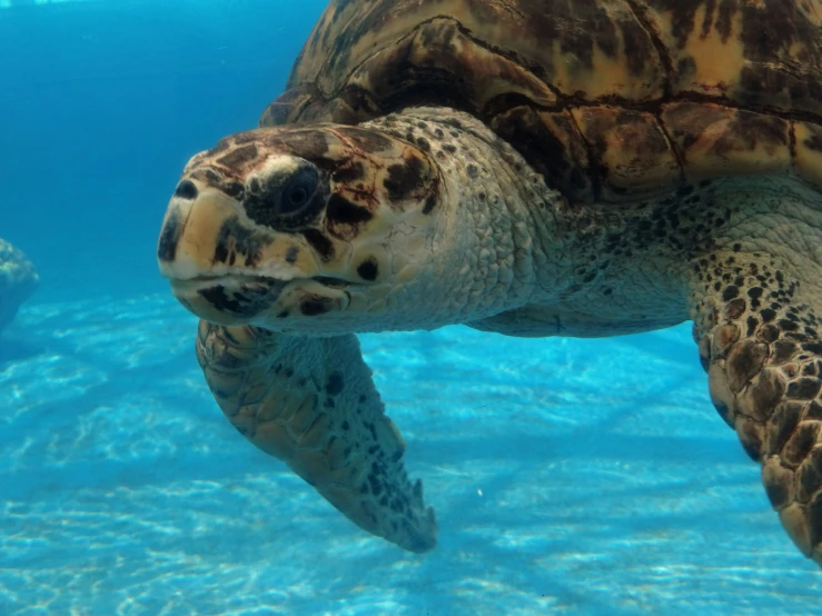 a turtle swims under water while holding onto it's nose