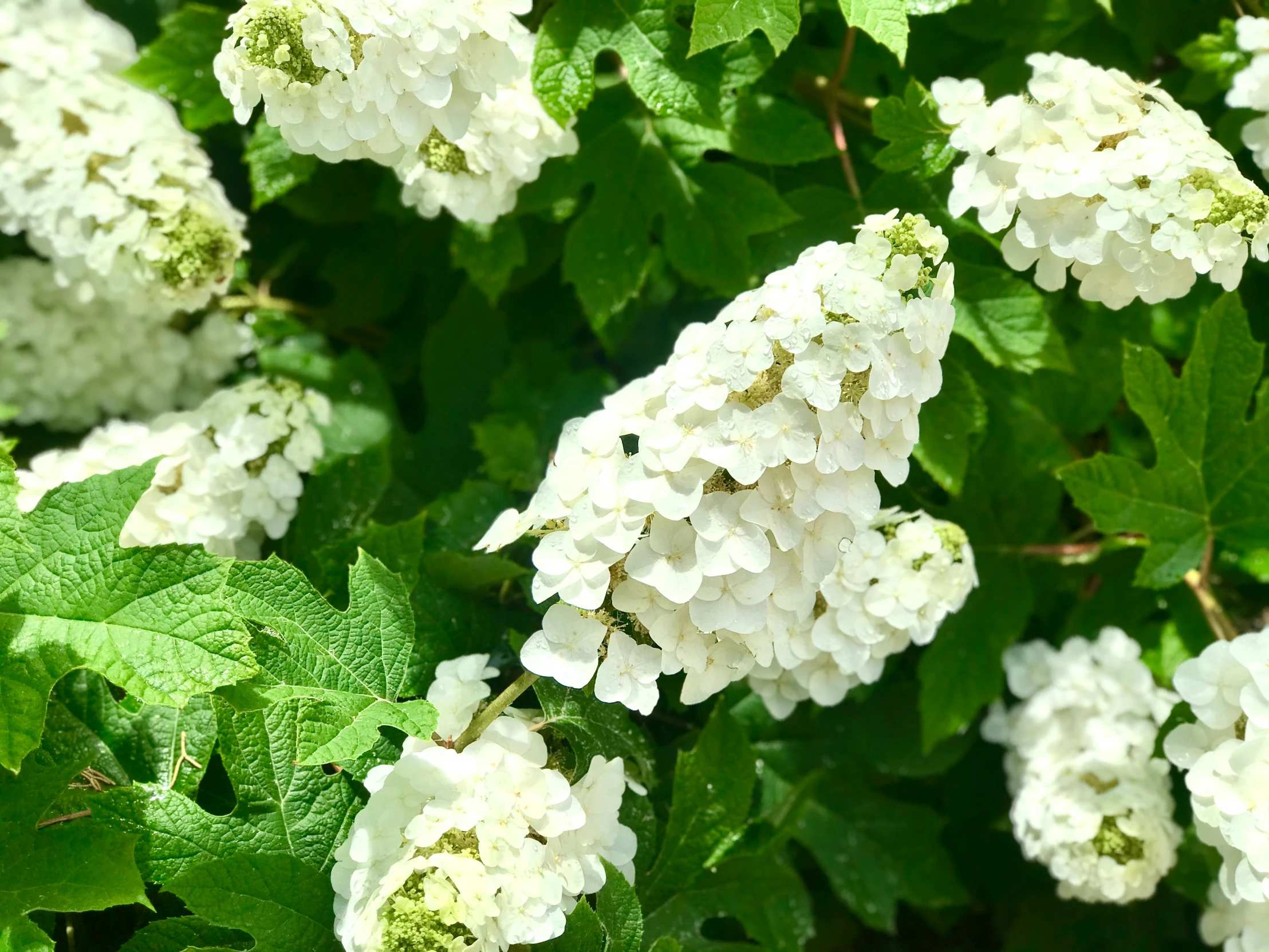 a very pretty white flower surrounded by leaves